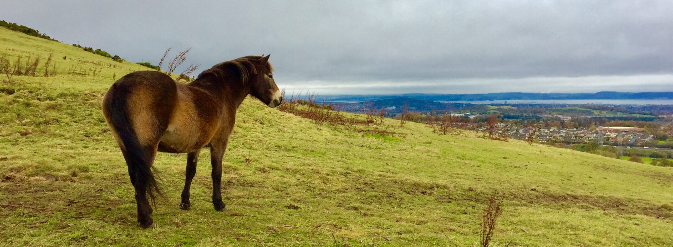Edinburgh University Exmoor Pony Trekking